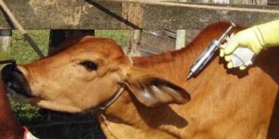 Dairy Cattle Vaccination