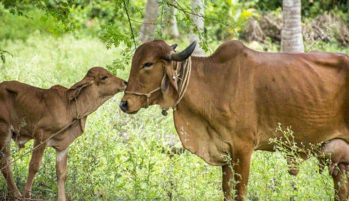 Gujarat Gir Cows