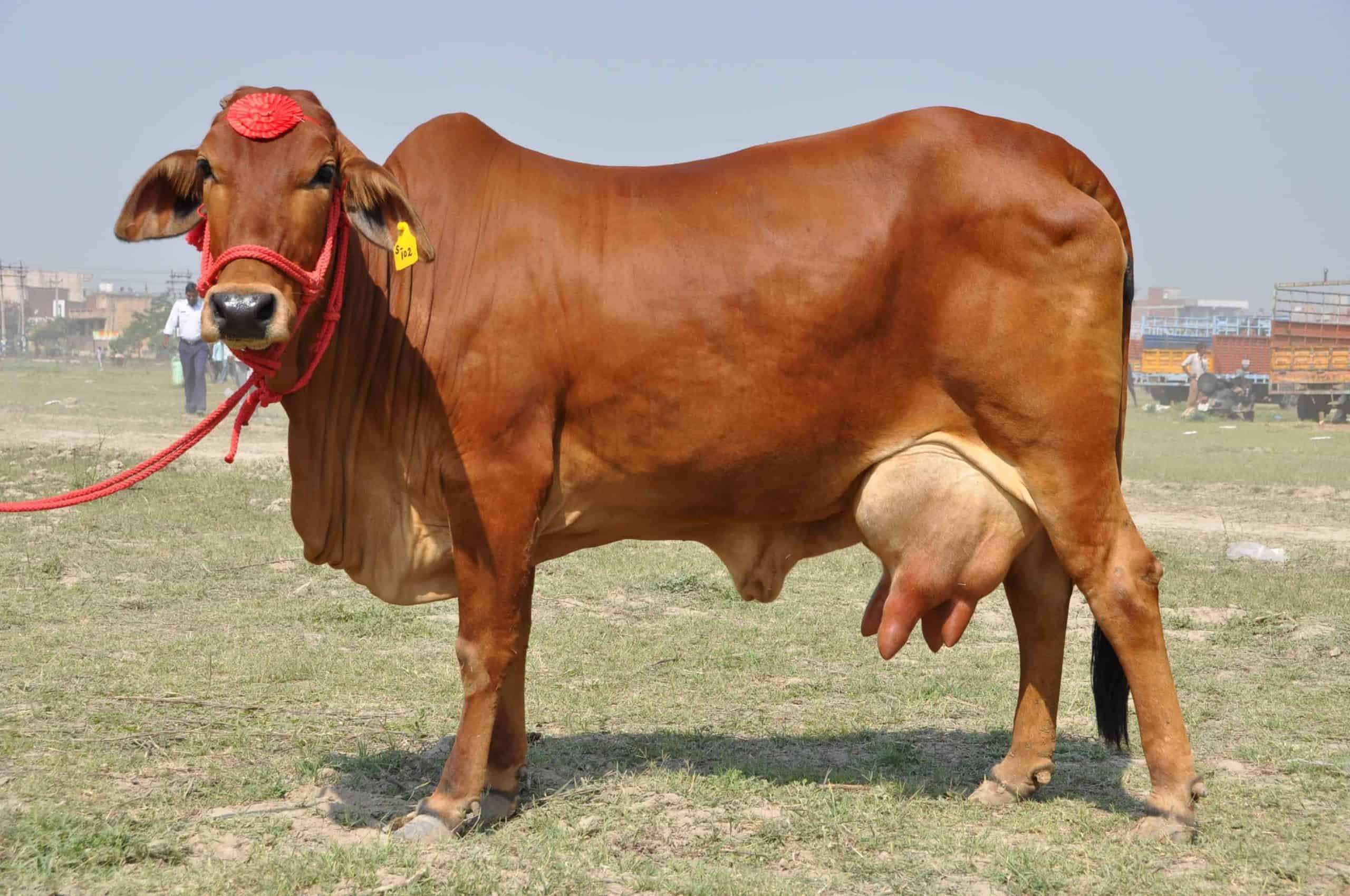 Cattle Ear Tagging