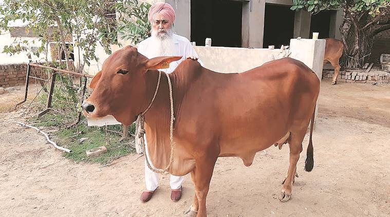 Sahiwal Cow Sale