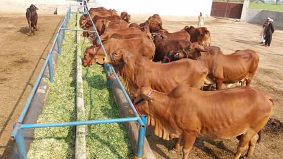 जैविक पशुधन उत्पादन » Organic Livestock Production