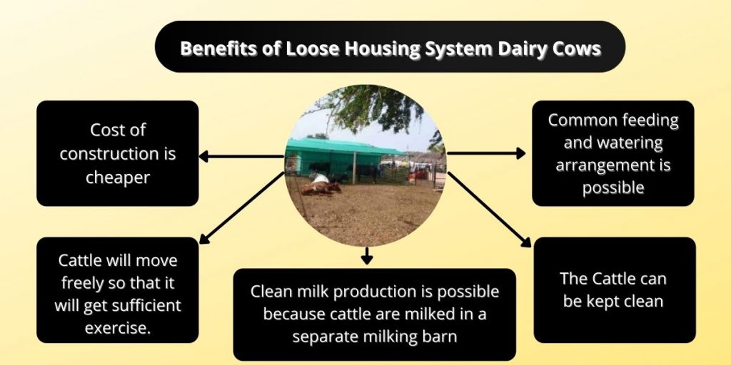 Benefits of Loose Housing System Dairy Cows