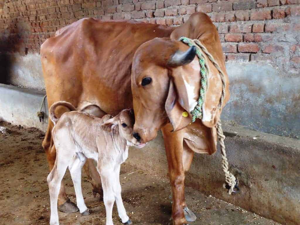 Milk Fever in Cattle