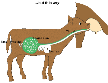 Digestive System of Ruminant