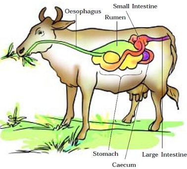 what is a ruminant, ruminant digestive system