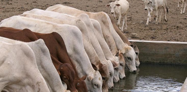 Cow Drinking water
