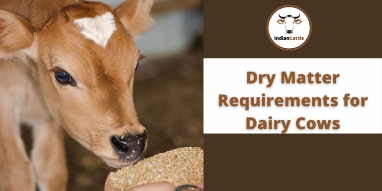 Dry Matter Requirements for Cattle » Feeding Management