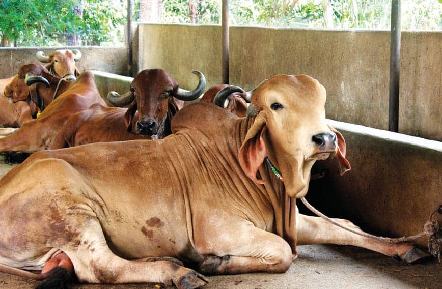 Dairy Farm Biosecurity