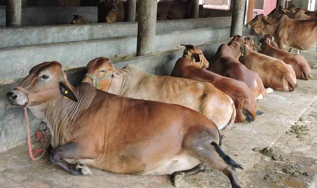 Indigenous cow breed