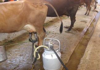 Dairy Production