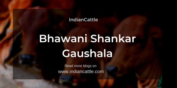 Bhawani Shankar Gaushala