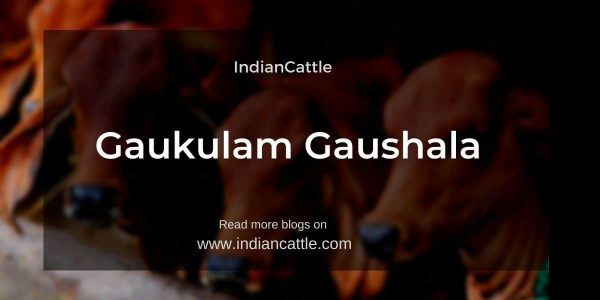 Gaukulam Gaushala