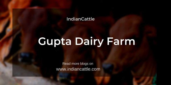 Gupta Dairy Farm