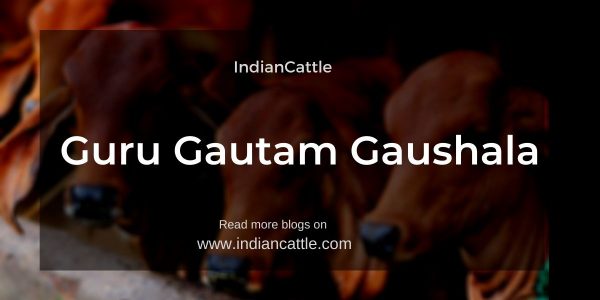 Guru Gautam Gaushala