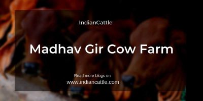 Madhav Gir Cow Farm