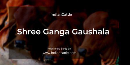 Shree Ganga Gaushala