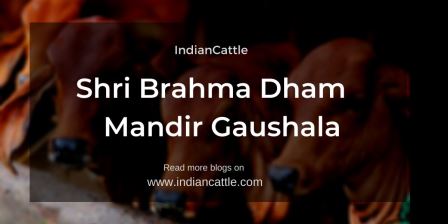 Shri Brahma Dham Mandir Gaushala