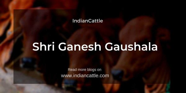 Shri Ganesh Gaushala