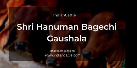 Shri Hanuman Bagechi Gaushala