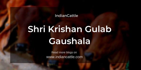 Shri Krishan Gulab Gaushala
