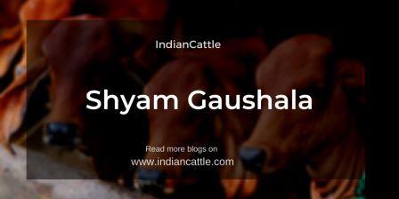 Shyam Gaushala