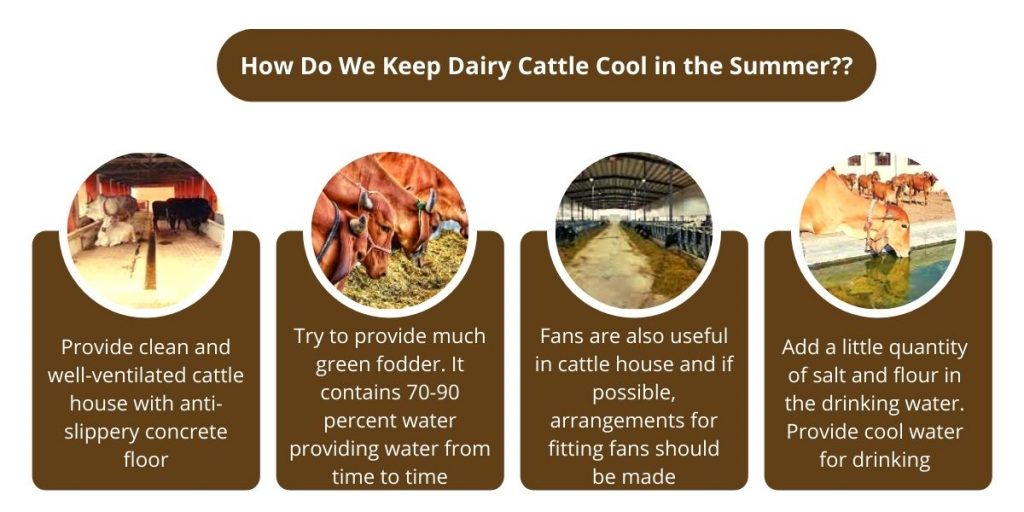 Summer Management of Dairy Cattle in India
