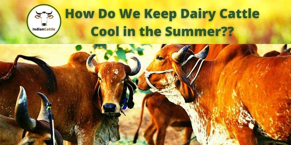 Summer Management of Dairy Cattle