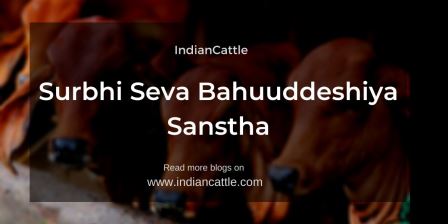 Surbhi Seva Bahuuddeshiya Sanstha