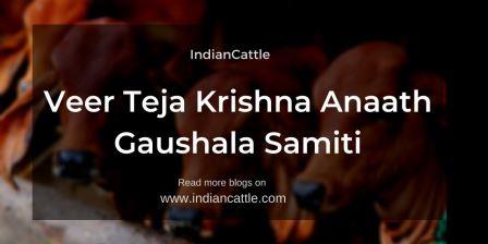 Veer Teja Krishna Anaath Gaushala Samiti