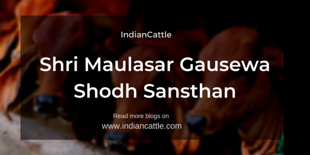 Maulasar Rajasthan Shri Maulasar Gausewa Shodh Sansthan » Indian Cattle