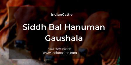Siddh Bal Hanuman Gaushala