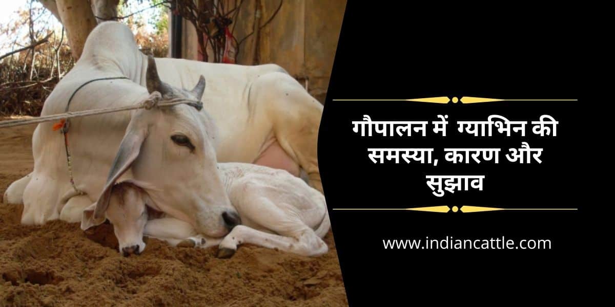 गौपालन में ग्याभिन की समस्या