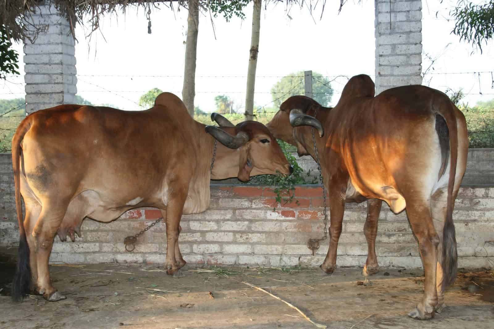 Cow Protection management