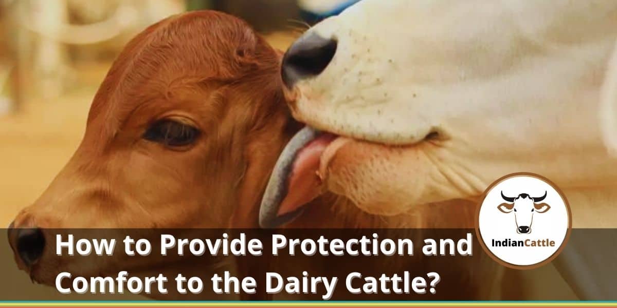 Cow Protection and Comfort