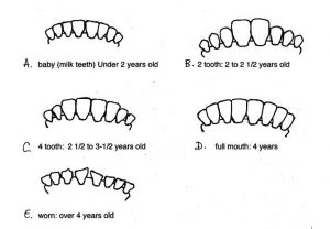 Teeth Examination Enables Age Determination in Cows