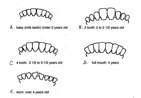 Teeth Examination Enables Age Determination in Cows