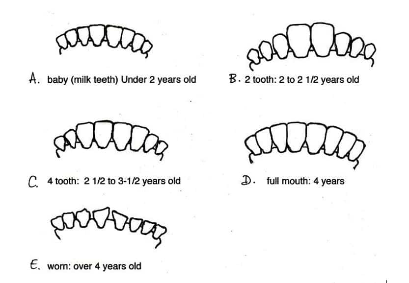 Teeth Examination Enables Age Determination In Cows   Cattle Teeth 