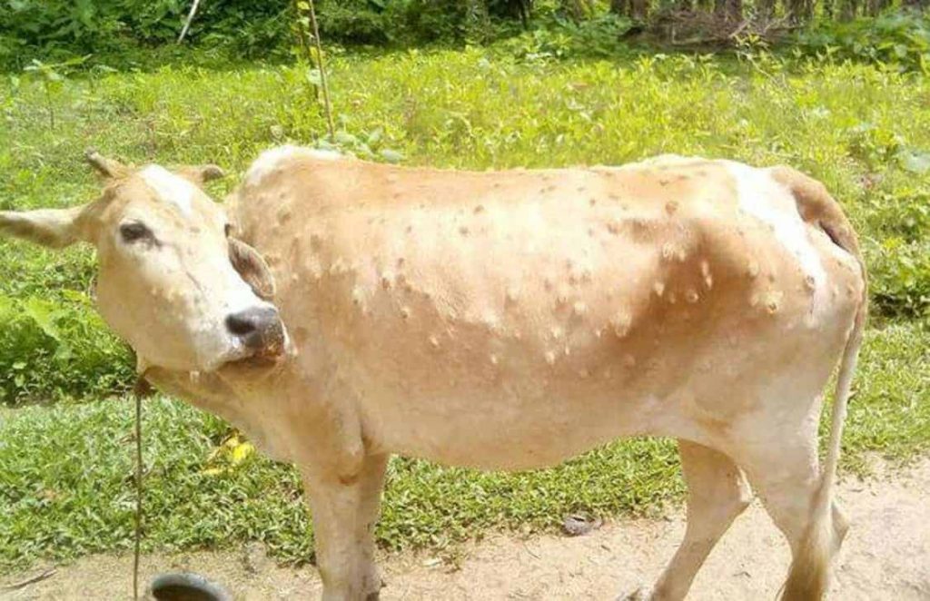 Over 93,000 Cattle Infected with Lumpy Skin Disease in Maharashtra