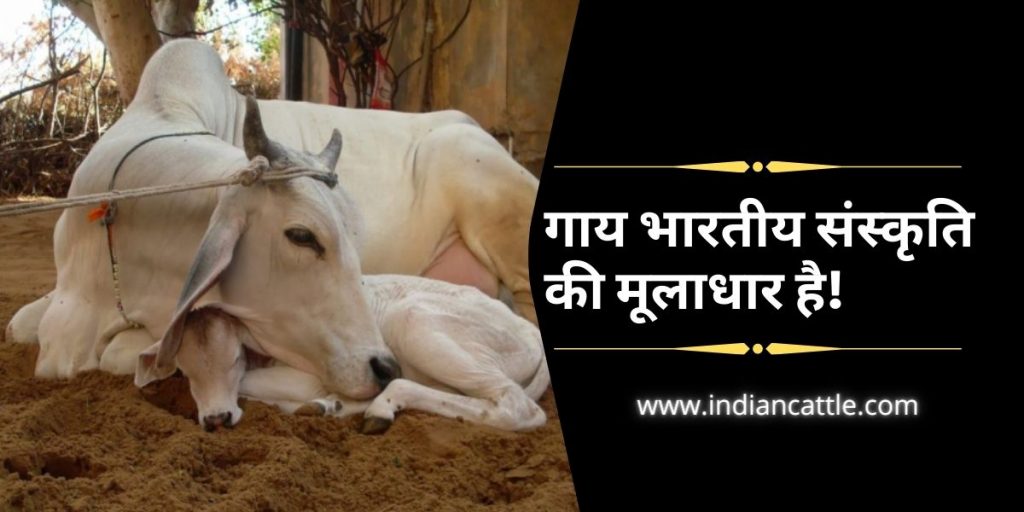 IndianCow