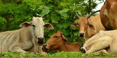 Native cow Breeds