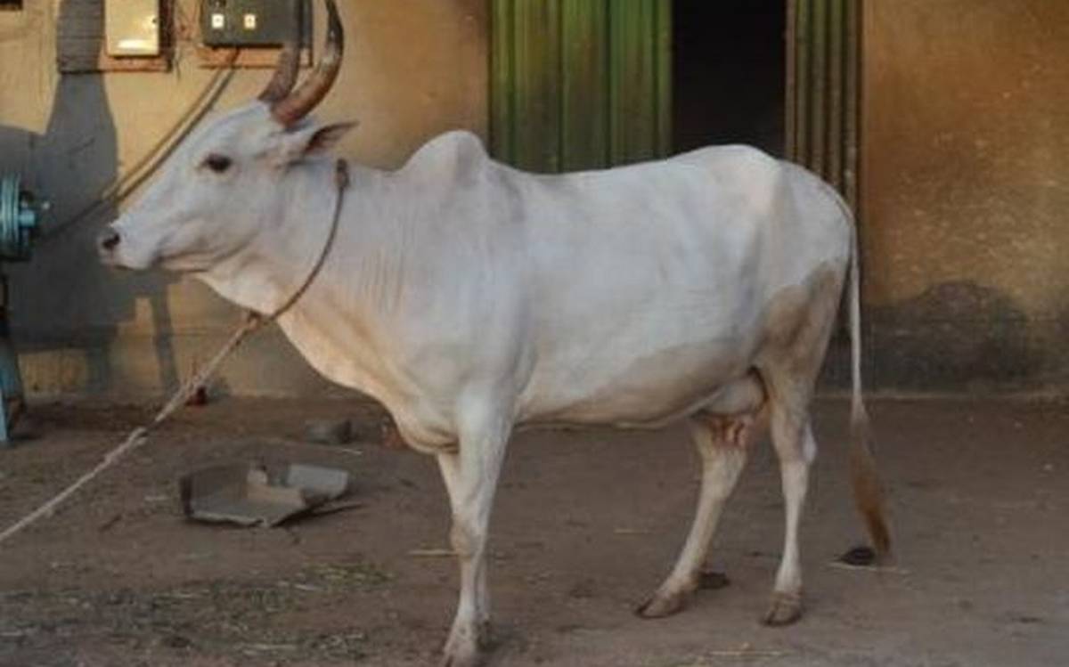 ICAR Declares Shweta Kapila Cow as Goan Breed » Indian Cattle