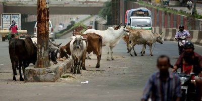 Rising number of stray cattle