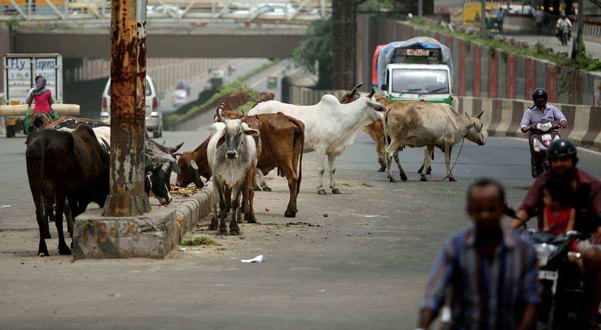 Rising number of stray cattle