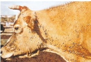Tick infection in cattle