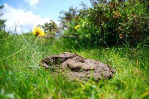 cow dung anaylsis