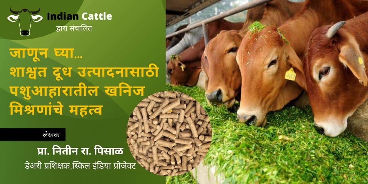 Zydus Animal health care » Indian Cattle