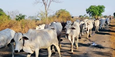 Indian dairy cattle
