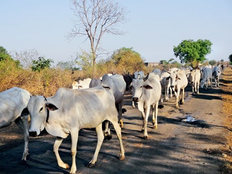 Indian dairy cattle