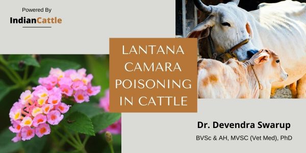 Poisoning in Cattle