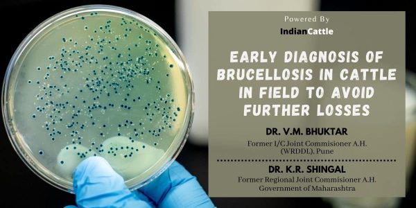 Early Diagnosis of Brucellosis